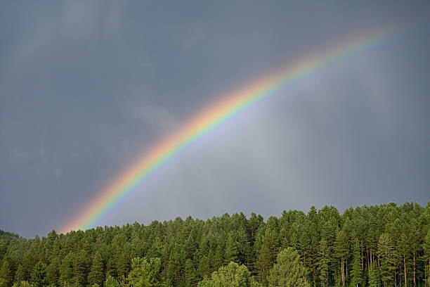 A picturesque rainbow over the green forest divided the sky in half