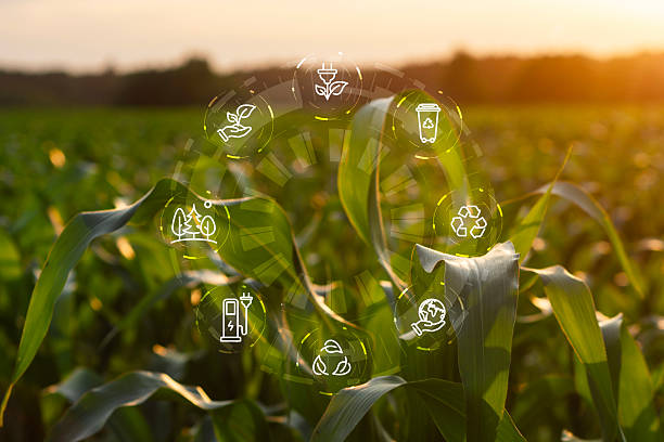 istock Green cornfield at sunset with circular eco-friendly icons, including recycling, renewable energy, and sustainable agriculture symbols. Concept environmental technology and sustainability with nature. 2242115892