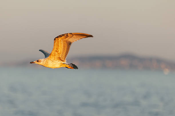 Flying seagull wit blurry island and seascape background at sunset.Istanbul - Turkey.