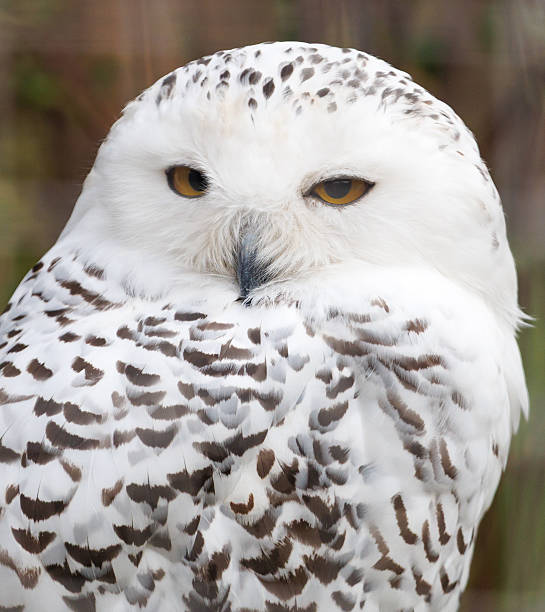 istock A white owl with brown spots on its face 2242118403