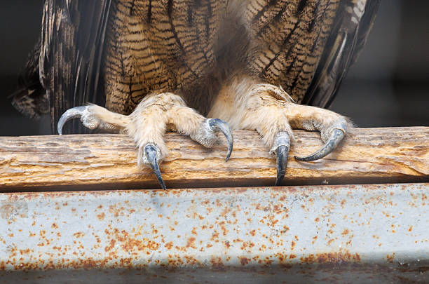 istock A bird with long claws is standing on a metal railing 2242118432
