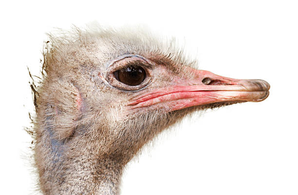 istock Ostrich head isolated on white background 2242118553