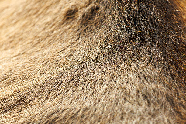 istock A close up of a brown animal's fur 2242118581