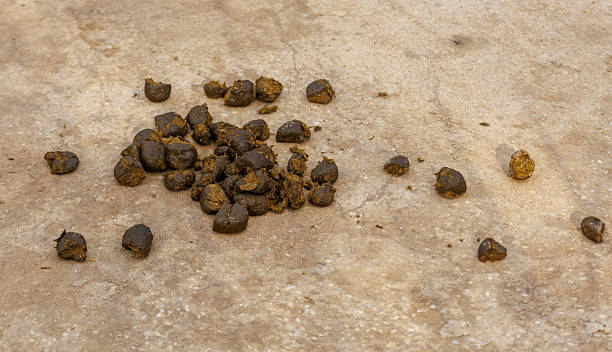 istock A pile of poop on the ground 2242118642