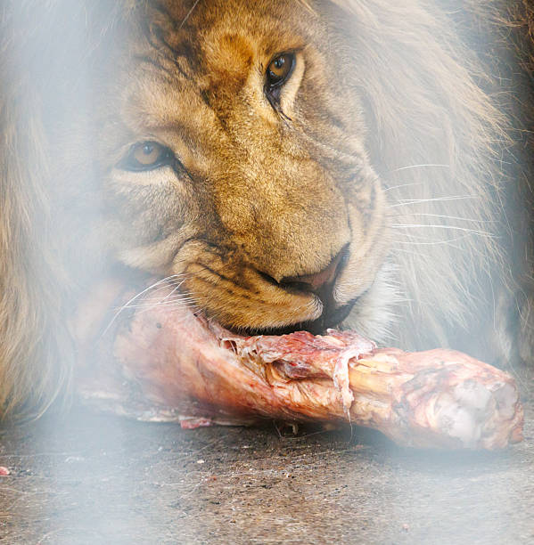 istock A lion is eating a piece of meat 2242118661