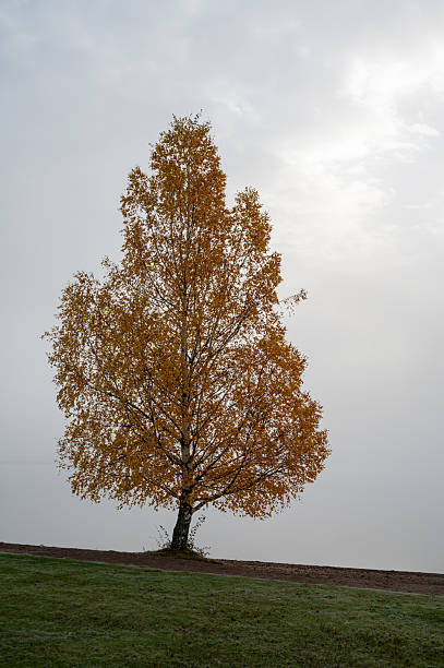 istock Birch with orange colored leaves a misty autumn day 2242120642
