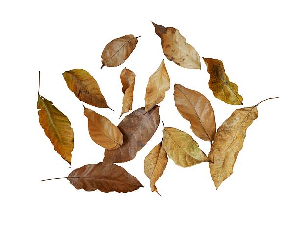 istock messy dry autumn leaves isolated 2242120742