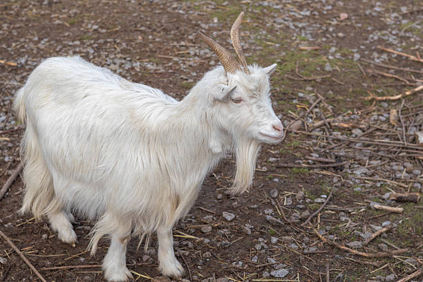 istock White goat standing on rocky ground with sparse vegetation surrounding it 2242121073