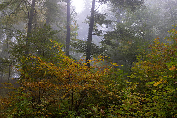 istock Misty Autumn Forest with Colorful Foliage 2242122634