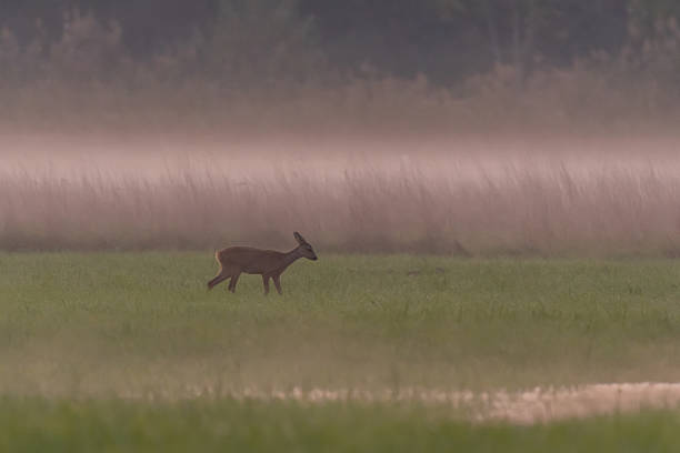 istock Deer in Fluffed Meadow at Sundown in Autumn 2242123002