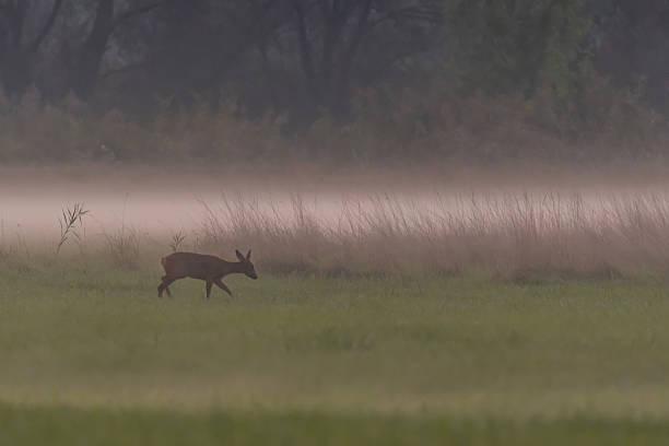 istock Deer in Fluffed Meadow at Sundown in Autumn 2242123041