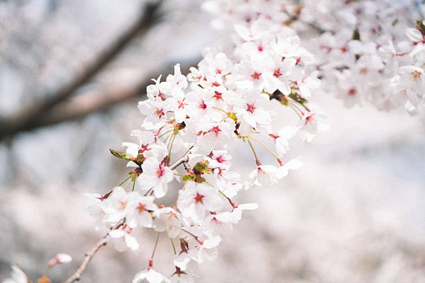 Beautiful cherry blossoms line a rural railway in spring, Japan. A local train passes through tunnels of blooming sakura trees, symbolizing the charm of the Japanese countryside.