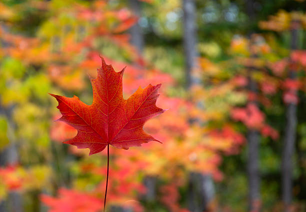 Canada Nova Scotia. Red maple leaf