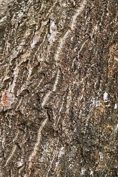 istock Artistic Texture of Rough Tree Trunk for Abstract Background 2242124275