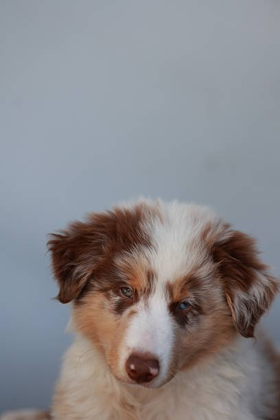 istock Brown and white dog with a blue eye is looking at the camera 2242124493