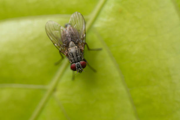 Macro Shot of a Fly with Red Eyes Resting on a Green Leaf