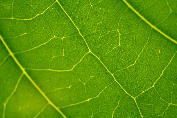istock Macro Close-up of Vibrant Green Leaf Veins and Texture 2242124621