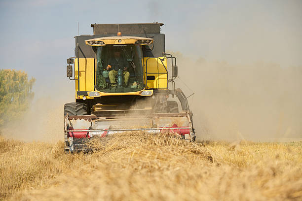 Caucasian middle aged man operating combine harvester collecting wheat in field during harvest season, agricultural machinery moving through golden crop with dust rising behind