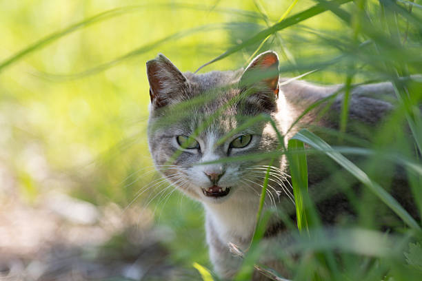 istock Cute cat peeking out from the grass 2242126398