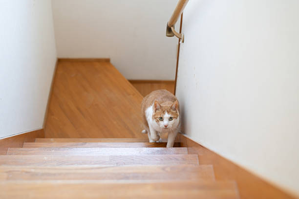 istock Cute cat climbing the stairs 2242126425