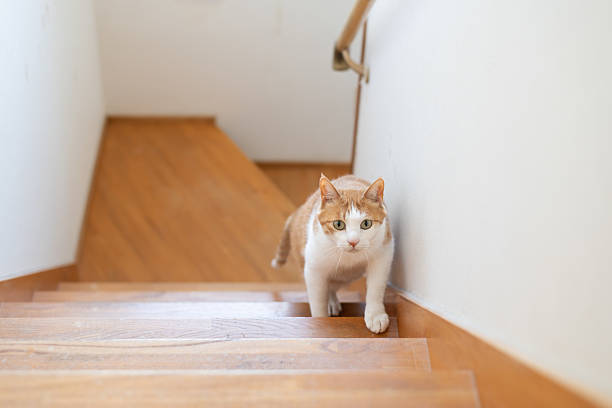istock Cute cat climbing the stairs 2242126438