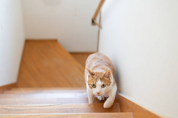 istock Cute cat climbing the stairs 2242126439