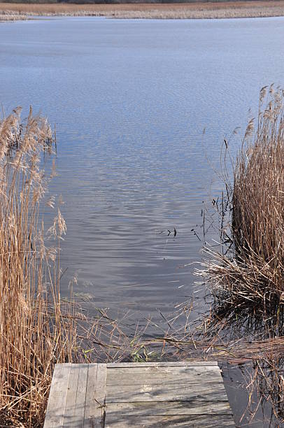istock Calm waters reflect the sky at a serene lakeside dock surrounded by tall grasses 2242128218