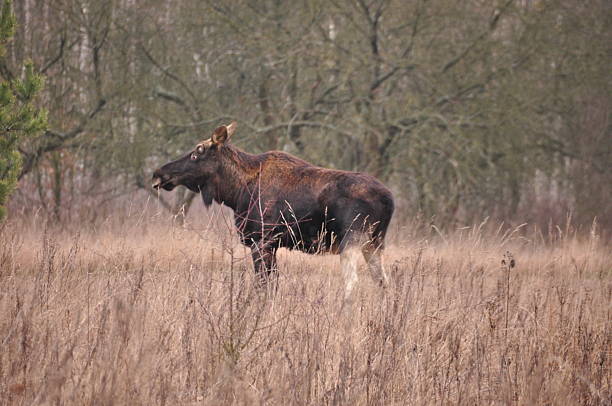 A moose stands in a grassy field, browsing on plants. The setting is a tranquil area with trees in the background, reflecting the beauty of nature.