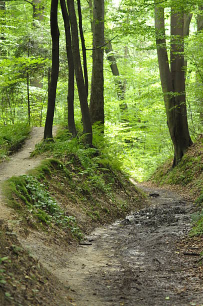 istock Nature trails wind through a lush green forest in early morning light, inviting exploration and tranquility 2242128444