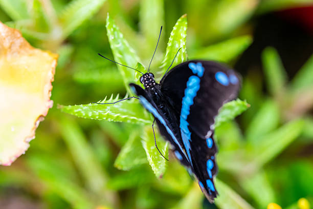 Papilio anchisiades, the ruby-black mahaon or red-spotted swallowtail at Dartmoor Otters and Buckfast Butterflies, Devon, UK