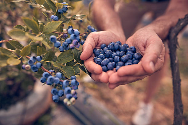 istock Farmer holding fresh blueberries on a farm. 2242130648