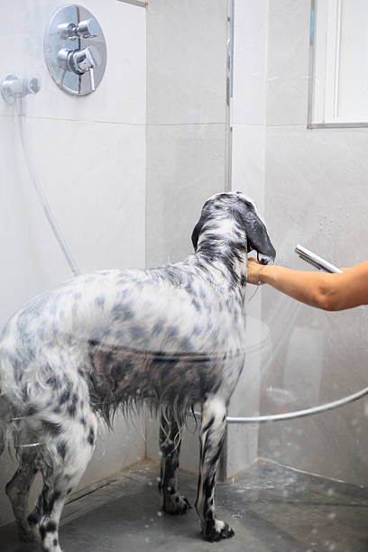 istock Dog in a bath, Dog bath 2242131611