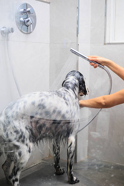istock Dog in a bath, Dog bath 2242131624