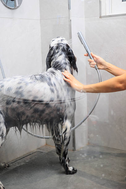 istock Dog in a bath, Dog bath 2242131670