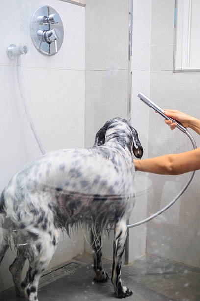 istock Dog in a bath, Dog bath 2242131754