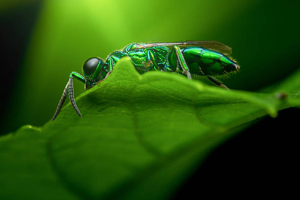Iridescent cuckoo wasp with a striking metallic green body and large dark eyes perching on a lush green leaf in a macro view, showing its intricate details