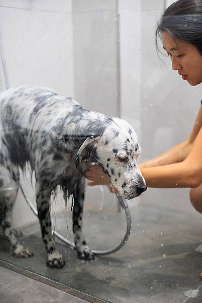 Dog taking a bath, Woman cleaning her dog English setter at the shower room