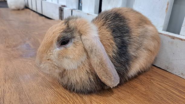 istock Fluffy rabbit sitting on a wooden floor. 2242133801
