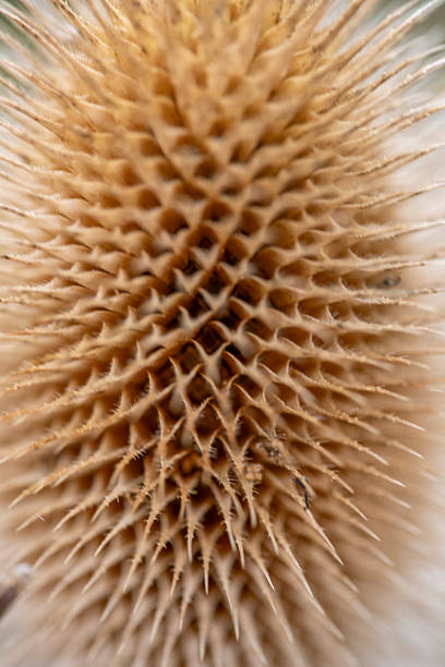 Macro closeup of dipsacus fullonum, common name Teasel, dried seed head