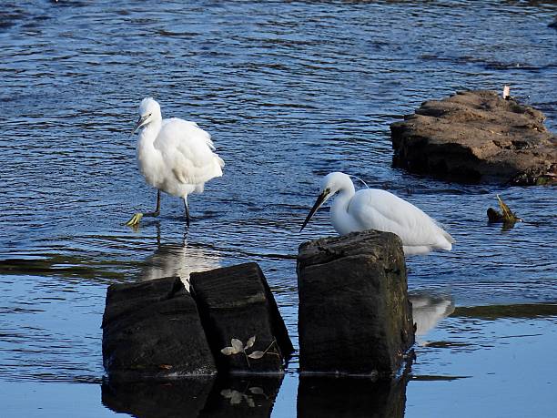 istock Two Little egret on the hunt 2242135532