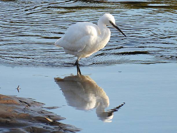 istock Little egret on the hunt 2242135564