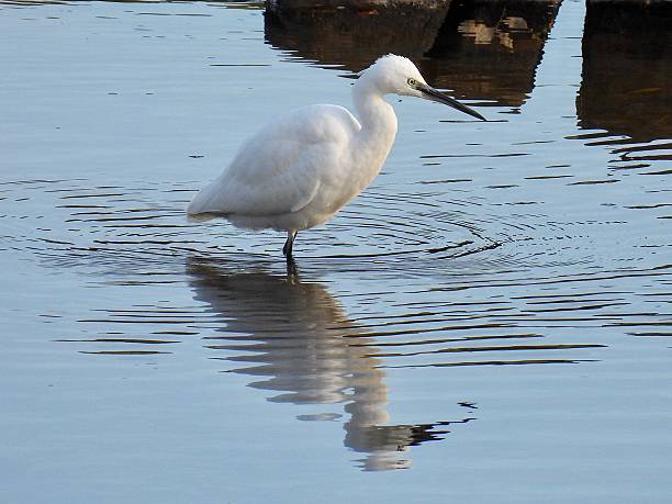 istock Little egret on the hunt 2242135601