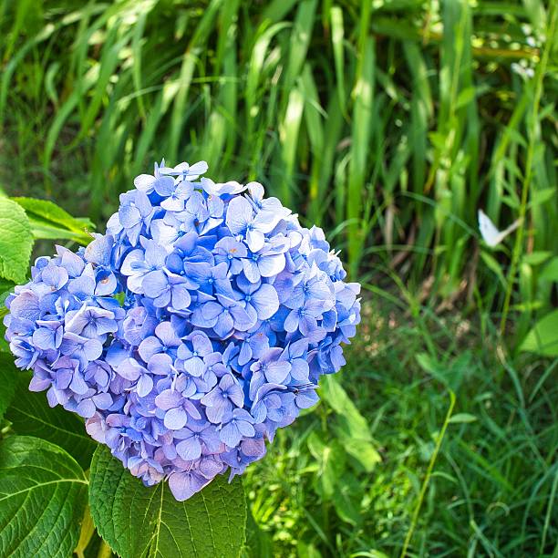 Blue hydrangea flowers.Growing and caring for hydrangeas. hydrangea macrophylla background. Blue flowers macro of Hydrangea macrophylla. blue flowers in the garden in the sunshine.Floral texture