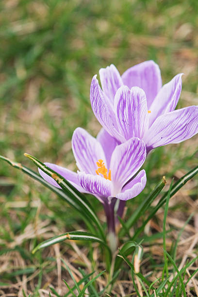 istock Crocus blossom as a still life, close-up and detailed view 2242136610