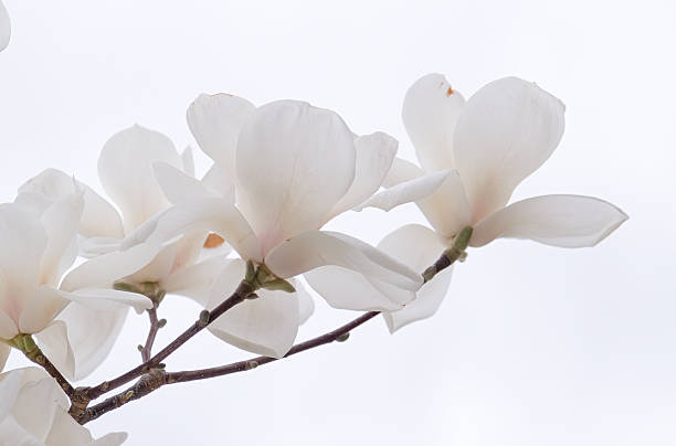istock white magnolia flower on the sky background. 2242136837