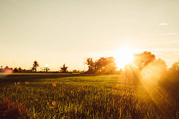 istock Golden Sunset Rays Over a Peaceful Rice Field 2242139837
