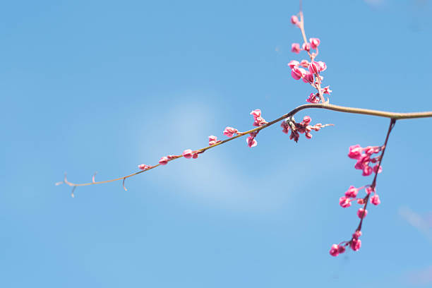 istock Delicate Pink Blossoms on a Branch Against Blue Sky 2242140012