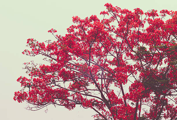 A low-angle view of a Gulmohar, or Flame Tree, with its branches covered in a spectacular display of bright red blossoms against a soft, pale sky.