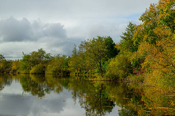 Canals and reed landscape in the Weerribben-Wieden wetland nature reserve near Ossenzijl in Overijssel, The Netherlands during a fall day.