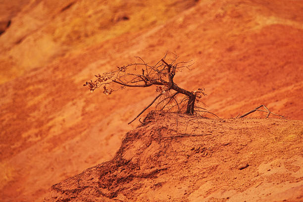 Drought-stricken red clay terrain showing a barren landscape with a solitary tree, emphasizing themes of environmental degradation, survival, and arid conditions